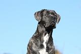 CANE CORSO 965